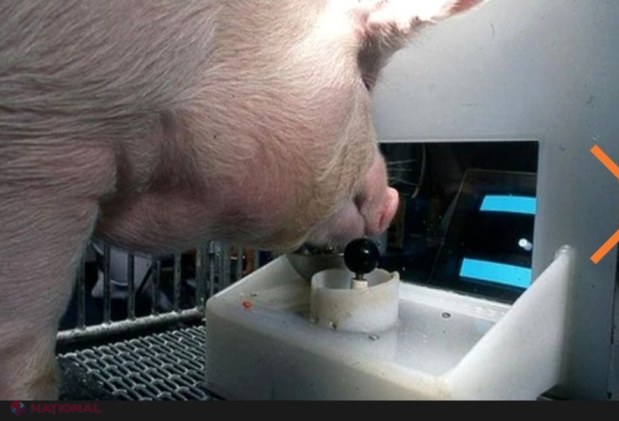 După această descoperire îți va fi foarte greu să mai mănânci carne de porc!