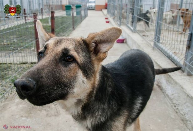 Centrul de Plasament pentru animalele fără stăpân din Orhei va fi EXTINS. Ilan Șor vrea să elibereze orașul de câinii maidanezi