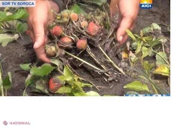 Ploaia a făcut ravagii la Soroca