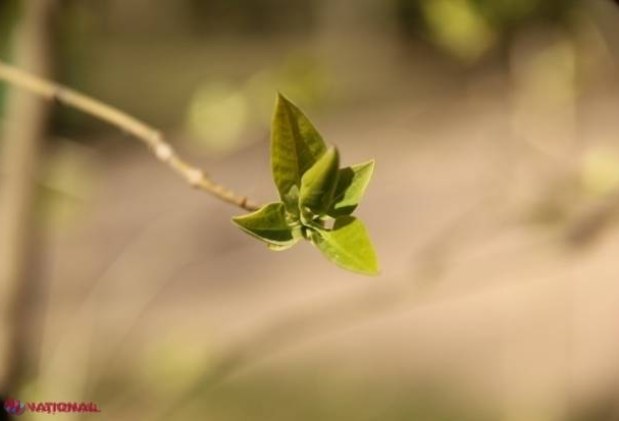 METEO // După ninsoarea de săptămâna trecută, soarele se va „răzbuna”