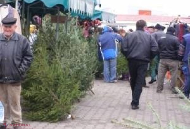 UTIL // Cum să ții bradul verde săptămâni în șir?