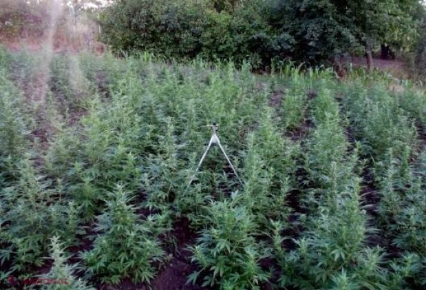 „Afacere” bănoasă şi ilegală la Ialoveni