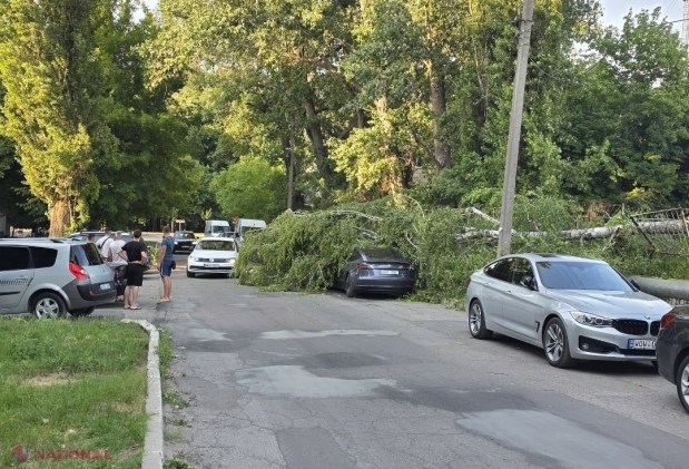 FOTO // Un copac a căzut peste un automobil Tesla în sectorul Buiucani al capitalei 