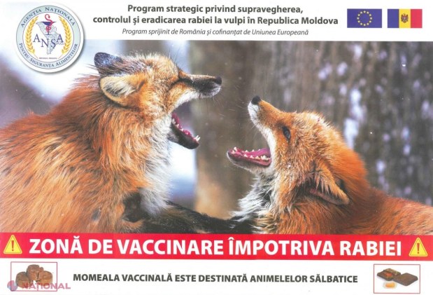 România ajută R. Moldova să-și vaccineze vulpile contra RABIEI: Momeli vaccinale, distribuite cu avionul. ATENȚIONAREA ANSA pentru populație