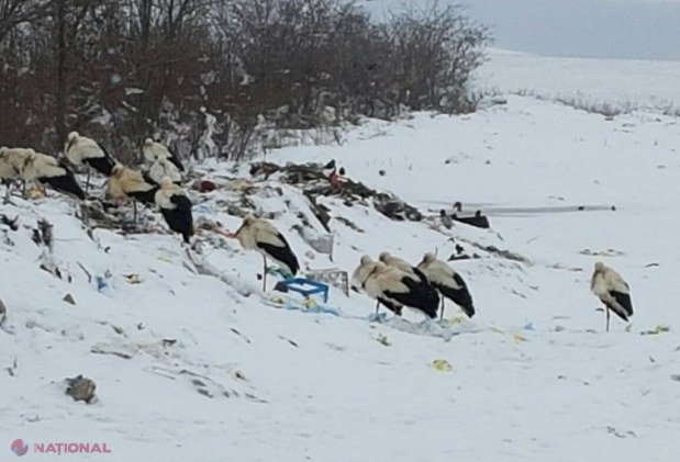 FOTO // Sute de cocostârci, nevoiți să îndure ninsoarea și frigurile din R. Moldova: În ce localități s-au aciuat cele mai multe berze