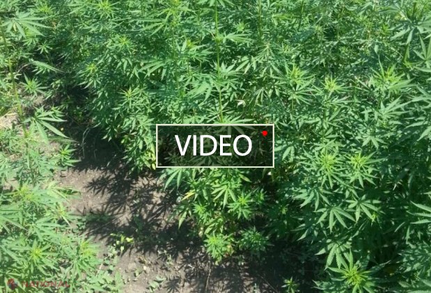 VIDEO // INTERZIS: Ce creștea un bărbat de 40 de ani pe o plantație de lângă Chișinău