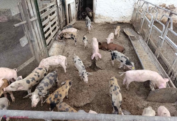 FOTO // Mai multe abatoare și ferme din R. Moldova vor rămâne fără autorizație. Zeci de încălcări depistate de inspectorii ANSA