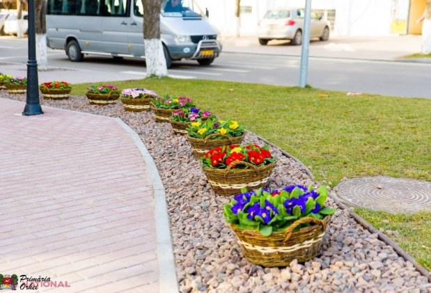 FOTO // Municipiul Orheiul a „ÎNFLORIT”. Mii de flori plantate au colorat orașul