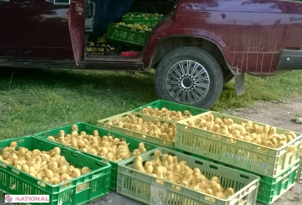 Contrabandă cu răţuşte