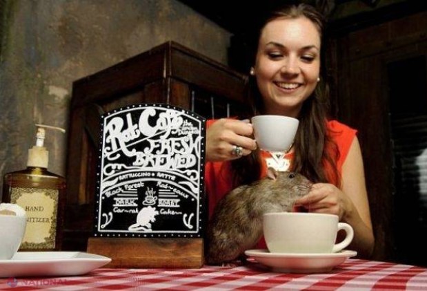 FOTO // PREMIERĂ - Șobolani muncitori într-o cafenea