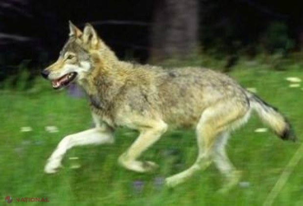 ATACĂ animalele! Lupii au băgat frica în locuitorii mai multor sate din Telenești