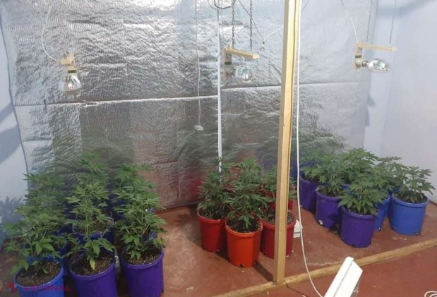 VIDEO, FOTO // Un bărbat din Bălți și-a transformat casa într-un LABORATOR improvizat de cultivare a cânepei de tip „hidropon”