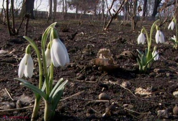 INTERZIS // Ce riscă cei care RUP ghiocei din pădurile R. Moldova