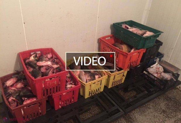 VIDEO // CONFISCAT: Cum erau păstrate 200 de kilograme de pește viu în Chișinău