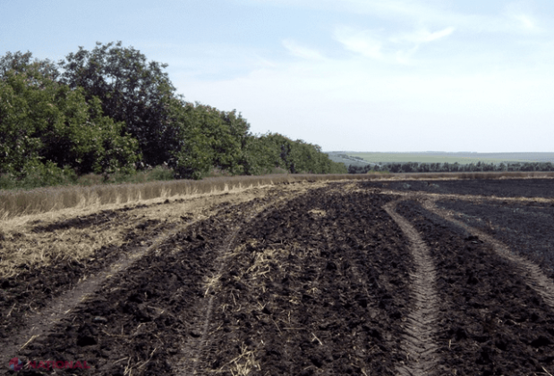 Zeci de hectare de grâu, mistuite de flăcări