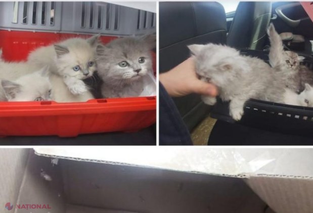 VIDEO, FOTO // 17 PISICI, victime ale traficului, au ajuns în custodia Serviciului Vamal
