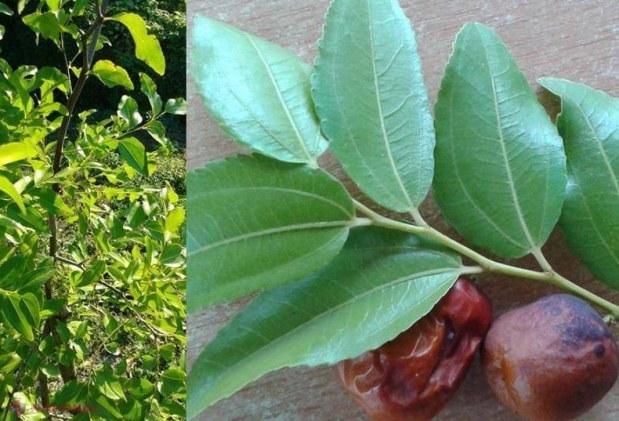 Primarul „EXOTIC” de la Călărași