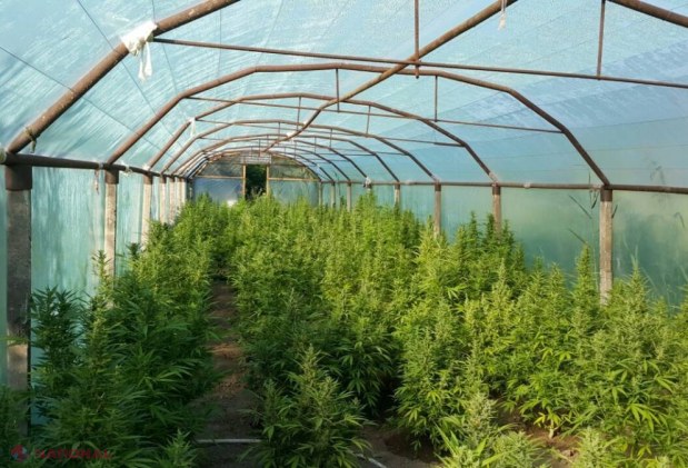 „Frumusețea” de UN MILION de lei în serele unui gospodar din raionul Cahul