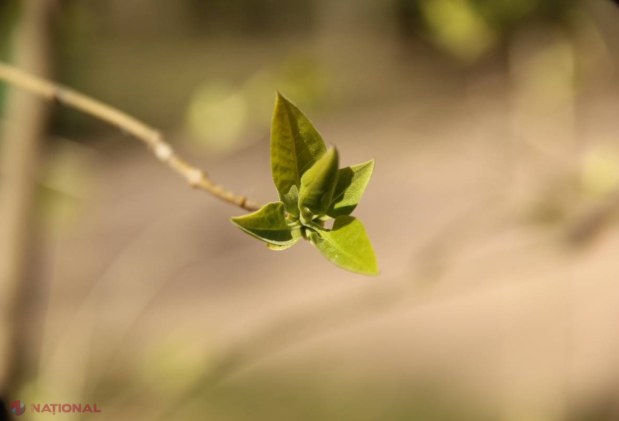 METEO // Temperaturi de până la 20 de grade Celsius, dar și NINSOARE în R. Moldova