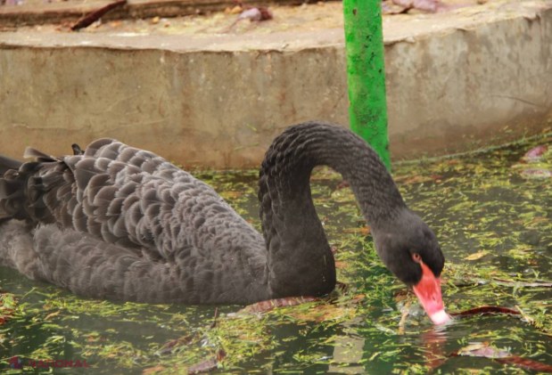 Grădina EXOTICĂ din inima Chișinăului