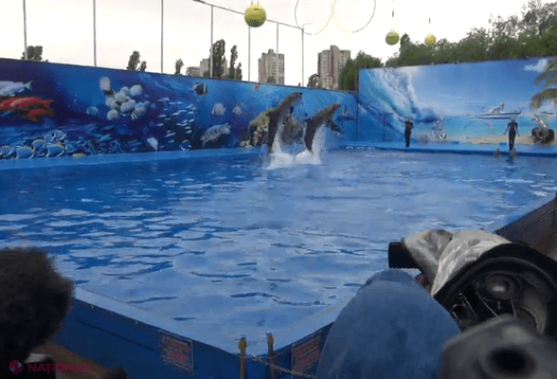 Trucuri, dansuri și cântece ale delfinilor. Cât va costa biletul la delfinariul din Chișinău