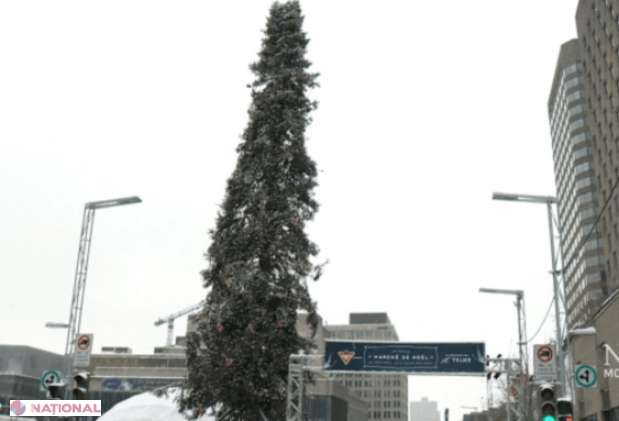 FOTO // Brazi „GEMENI” în Chișinău și Montreal. Autoritățile metropolei din Canada au dispus DEMONTAREA pomului de 26 de metri