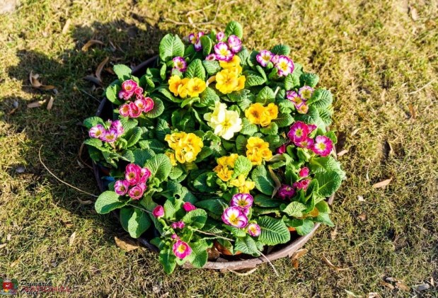 FOTO // Municipiul Orheiul a „ÎNFLORIT”. Mii de flori plantate au colorat orașul