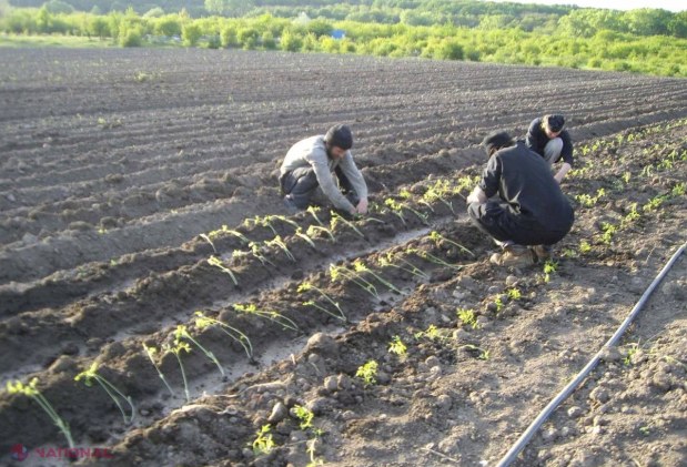 Produse „așa cum au fost date de la Dumnezeu”, crescute de călugări la Zăbriceni