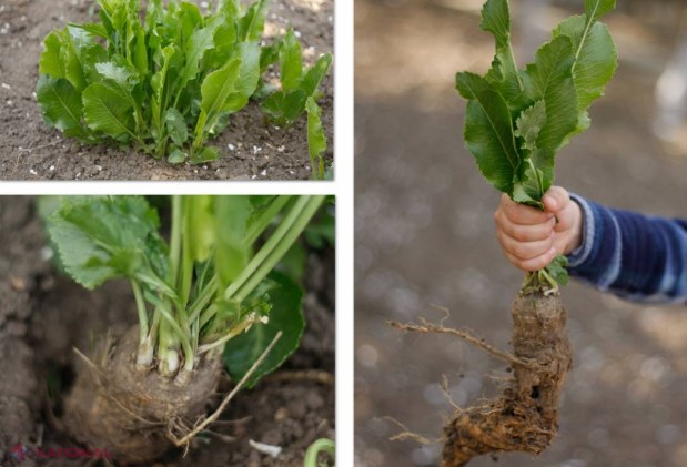Cum se face o plantare de HREAN în  grădina de lângă casă?