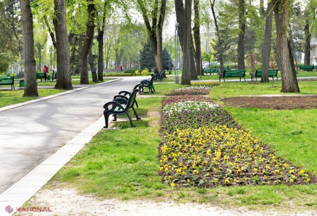FOTO // Unde a ajuns „covorul de flori” instalat la cererea Silviei Radu