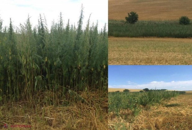 Cultivată ca grâul: Lan de CÂNEPĂ, depistat la sudul R. Moldova