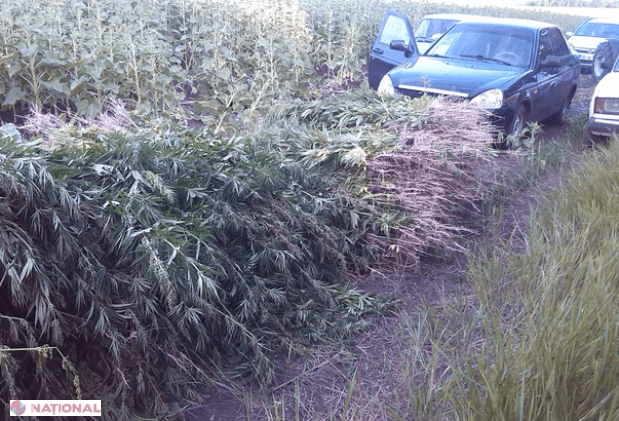 ILEGAL // 2,4 MILIOANE de dolari la Drochia