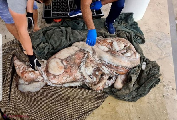 O CREATURĂ uriașă a eșuat pe litoral, uimind trecătorii. „Mai TRĂIESC animalele preistorice?”