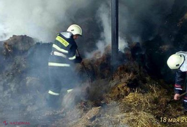 Sute de vite de la o fermă din R. Moldova, SALVATE în ultimul moment