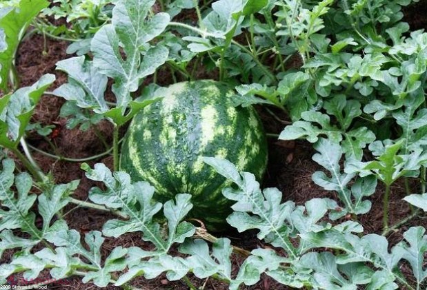 ANSA a verificat plantațiile de pepeni verzi și castraveți din patru raioane. DESCOPERIREA specialiștilor: Mâncați FĂRĂ TEAMĂ fructe și legume moldovenești