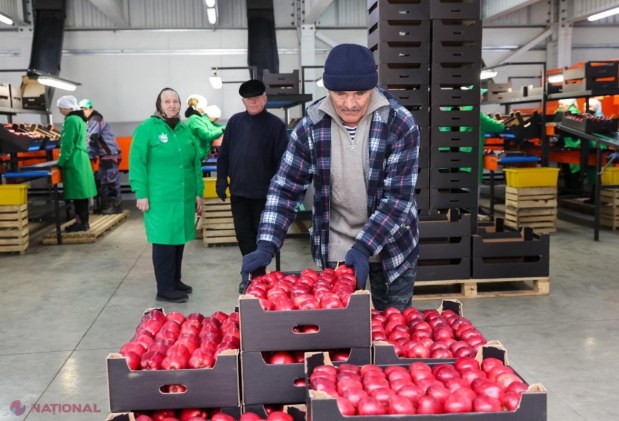 Producătorii de MERE din nordul R. Moldova nu mai mizează pe piața Federației Ruse. Dorin Recean: „Piețele europene oferă predictibilitate și oportunități pentru producătorii moldoveni”