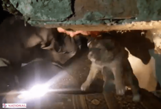 VIDEO // Operațiune EMOȚIONANTĂ în R. Moldova: Cinci cățeluși, salvați dintr-un subsol