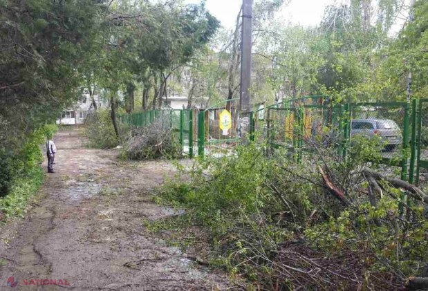TRAGEDIE // DETALII în cazul muncitorului UCIS de un copac pe teritoriul unei școli din Chișinău. Șase persoane au încercat să doboare un copac înclinat 