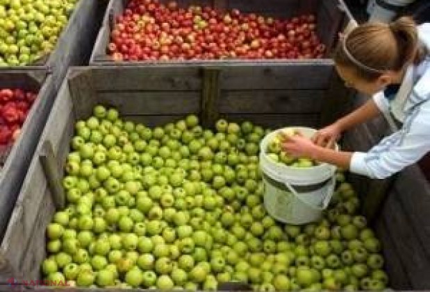 Rusia a rebutat 120 de tone de mere și prune din R. Moldova 