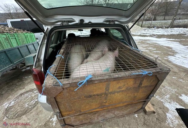 Măsuri drastice împotriva răspândirii pestei porcine și comerțului ilicit de carne în R. Moldova
