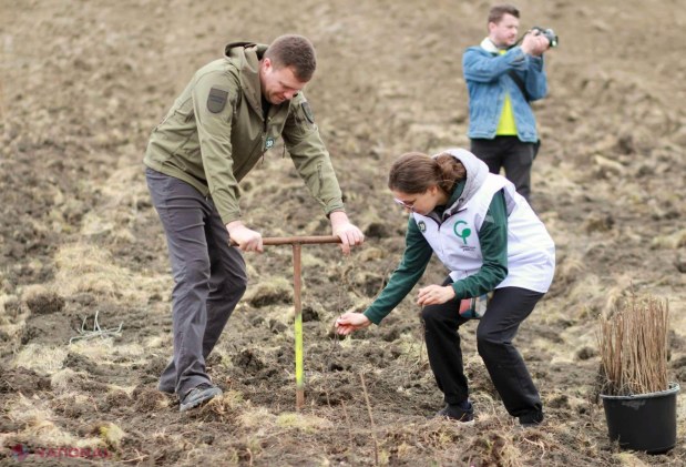 Mii de voluntari plantează 130.000 de puieți în Anenii Noi pentru reabilitarea fondului forestier național