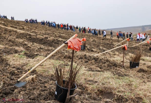 Mii de voluntari plantează 130.000 de puieți în Anenii Noi pentru reabilitarea fondului forestier național
