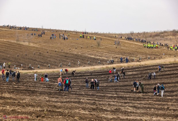 Mii de voluntari plantează 130.000 de puieți în Anenii Noi pentru reabilitarea fondului forestier național