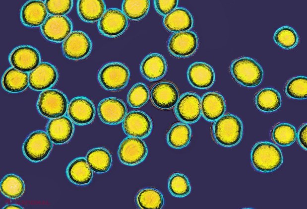Probioticele pentru piele: mit sau soluție inovatoare pentru sănătate și frumusețe?