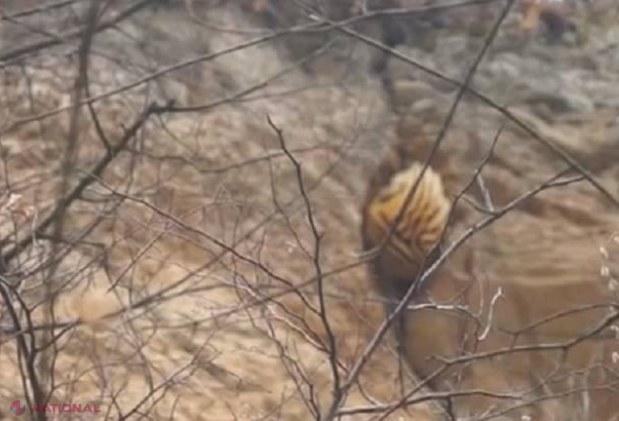 Ciupercă MUTANT, la Nistru