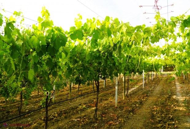 Miniștrii Energiei și Agriculturii discută cu agricultorii din Costești despre agrovoltaice și biogaz