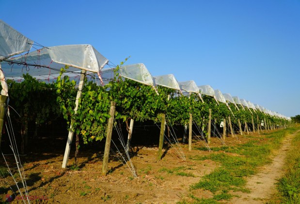 Miniștrii Energiei și Agriculturii discută cu agricultorii din Costești despre agrovoltaice și biogaz