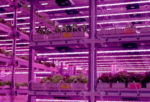 City Farm: Revoluția agriculturii fără soare și sol, sprijinită de ODA în Moldova
