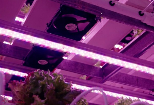 City Farm: Revoluția agriculturii fără soare și sol, sprijinită de ODA în Moldova