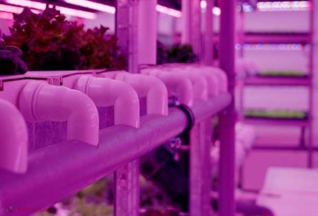 City Farm: Revoluția agriculturii fără soare și sol, sprijinită de ODA în Moldova